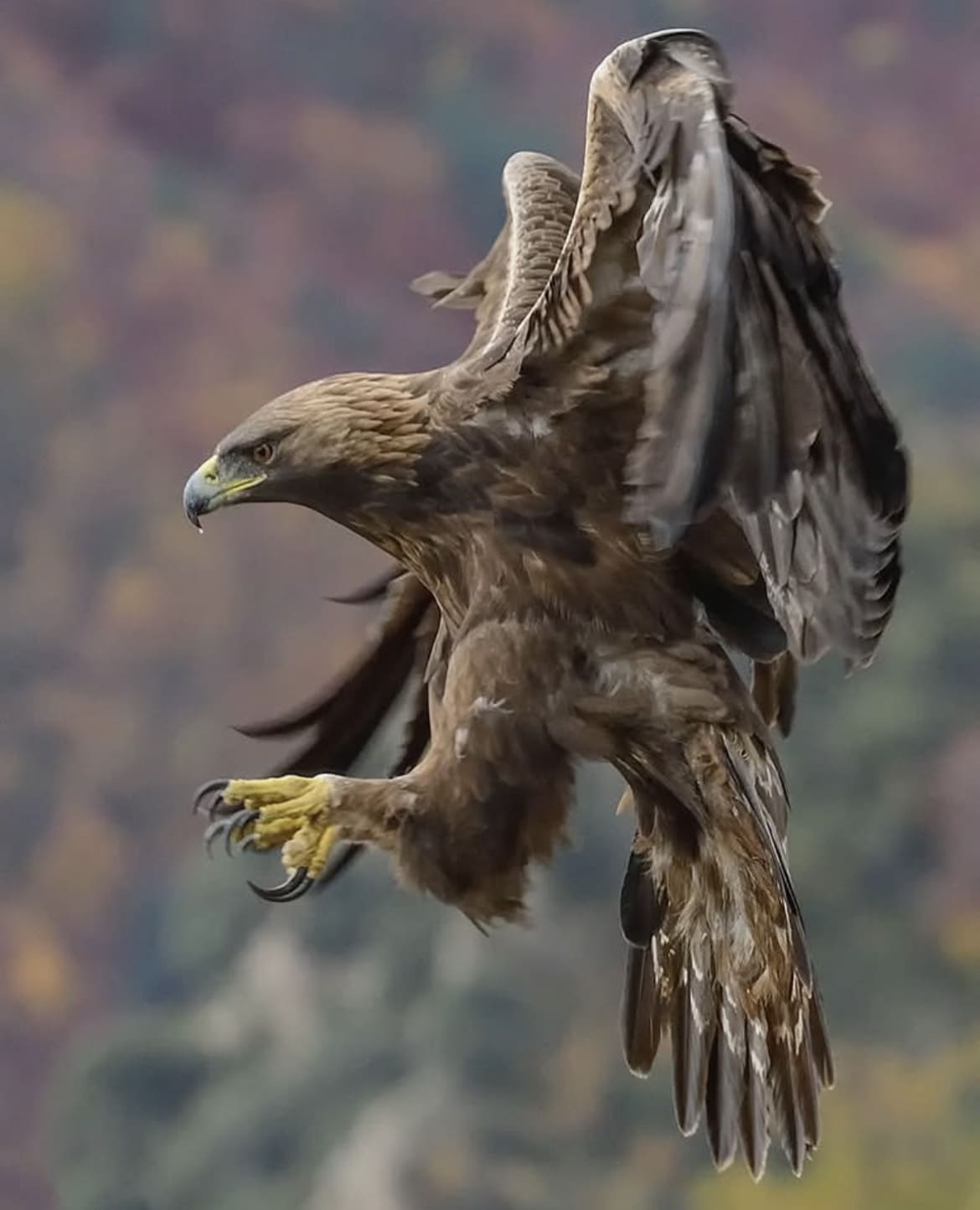 Golden Eagle – The Majestic Predator - fastest birds