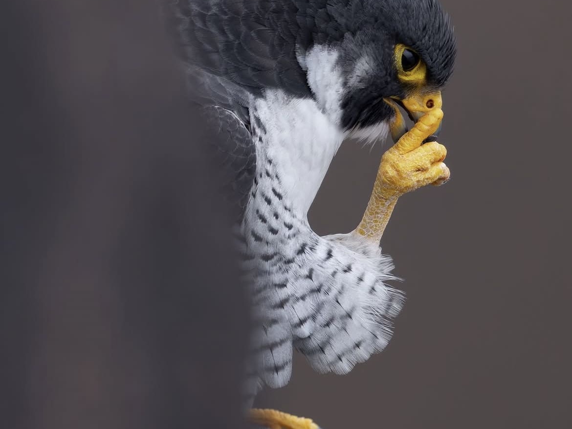 Peregrine Falcon – The Ultimate Speed King