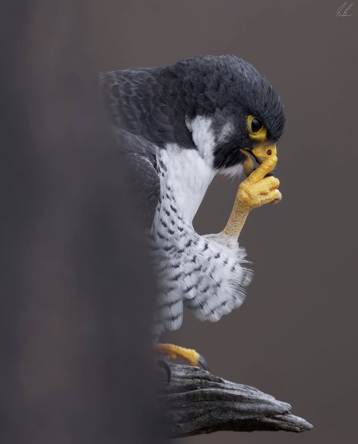 Peregrine Falcon – The fastest bird in the world