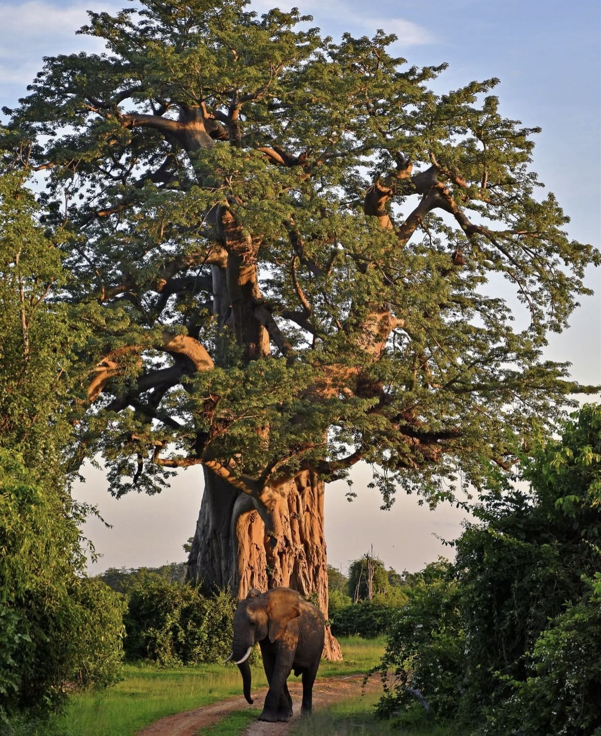 Elephant at sunset in South Luangwa National Park - when is the best time to safari in Africa