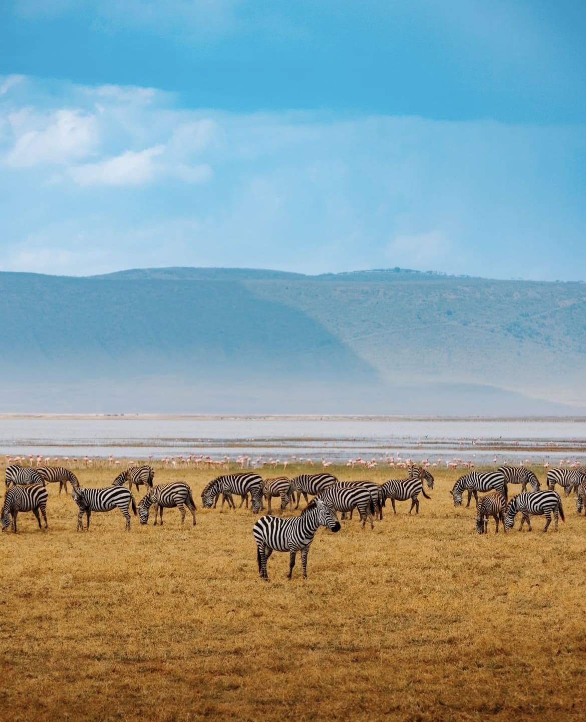 Zebra herd in the Ngorongro Crater - when is the best time to safari in Africa