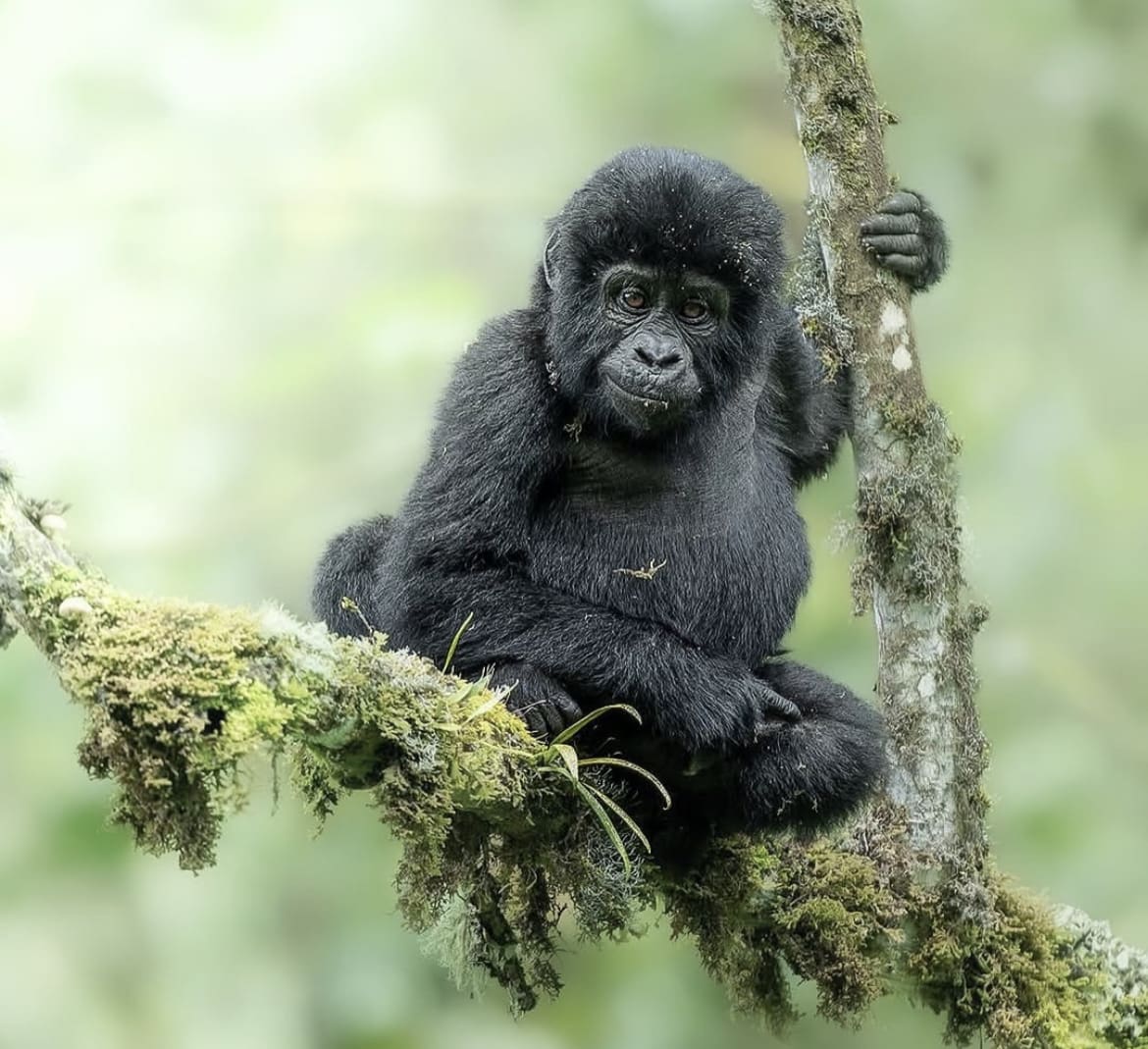 Young gorilla in Bwindi Impenetrable Forest