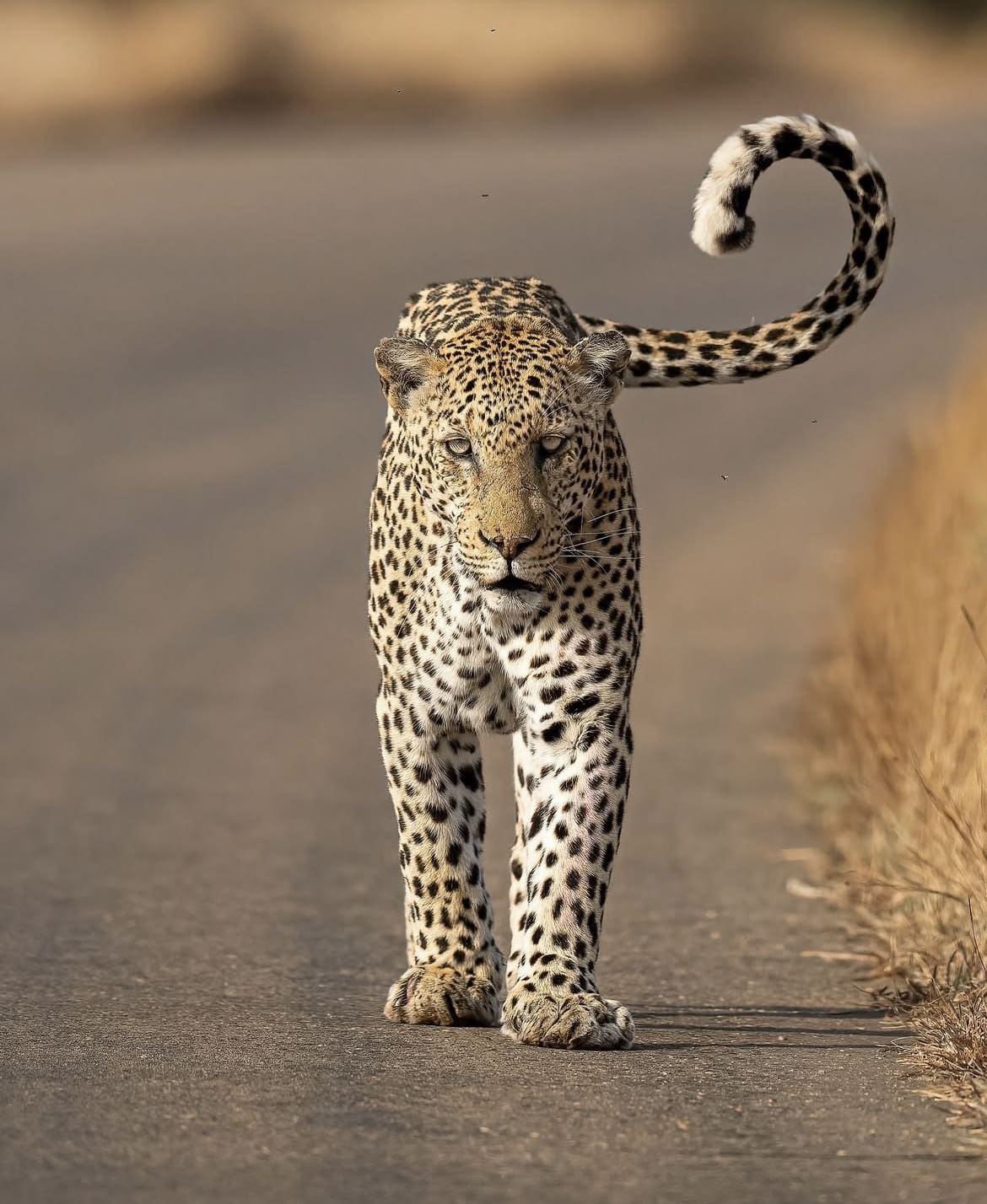 Leopard in Kruger National Park