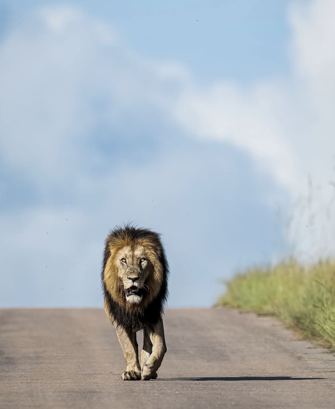 Male lion walking in the road in Kruger National Park