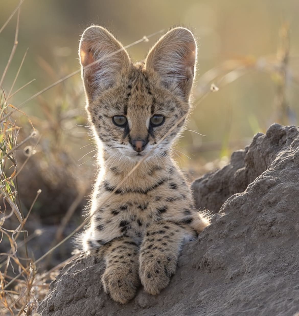 Serval cub in Serengeti National Park