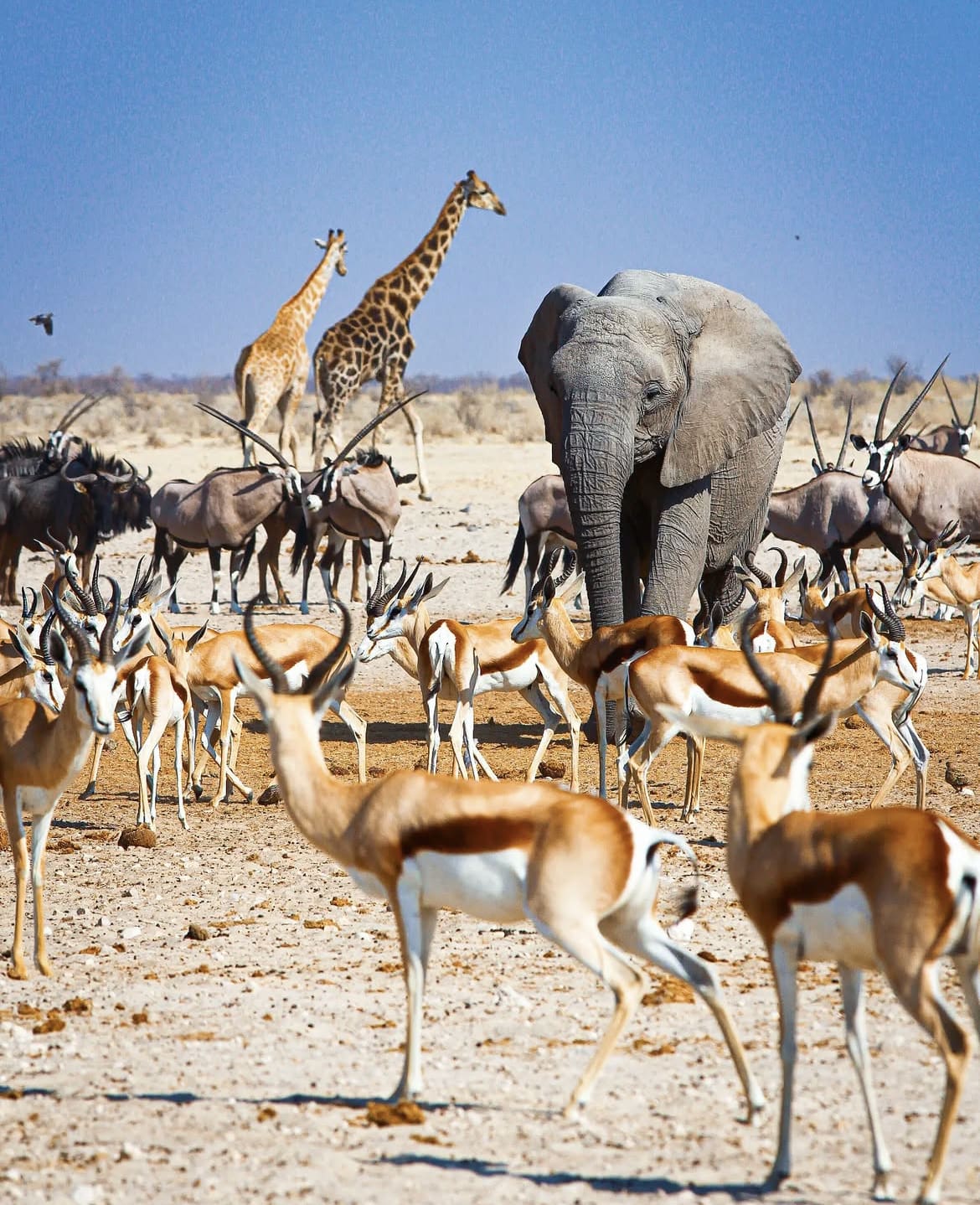 A busy waterhole in Etosha National Park