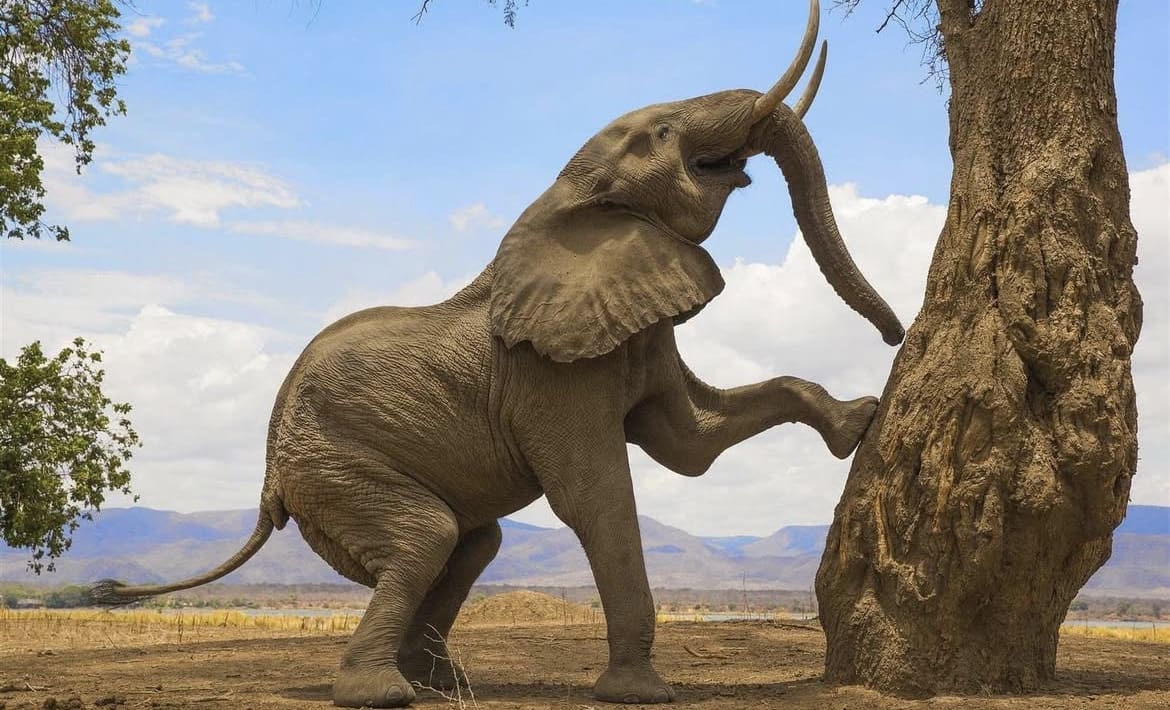 Climbing elephant in Mana Pools National Park