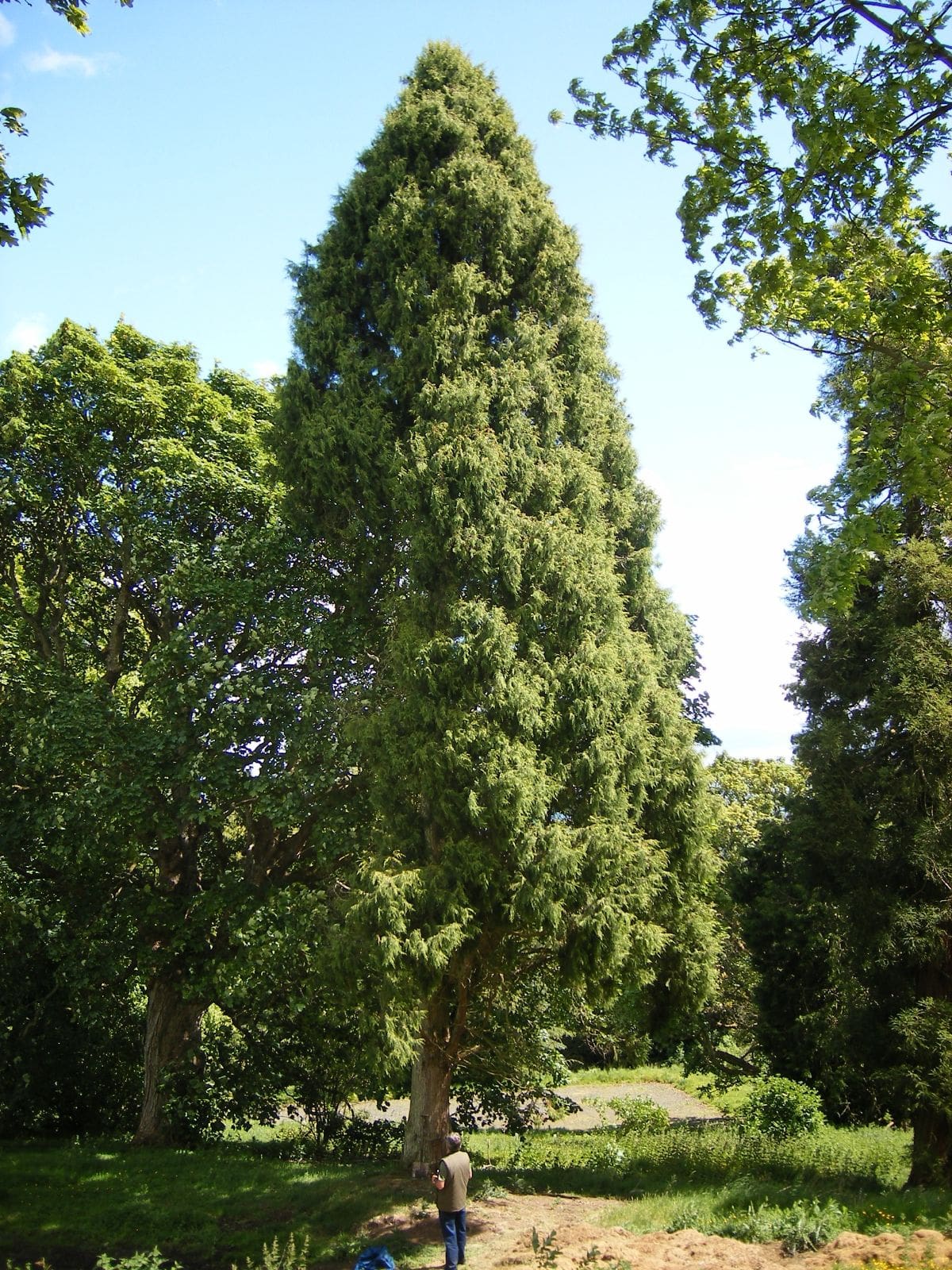 Himalayan Cypress - Second Tallest Trees In The World