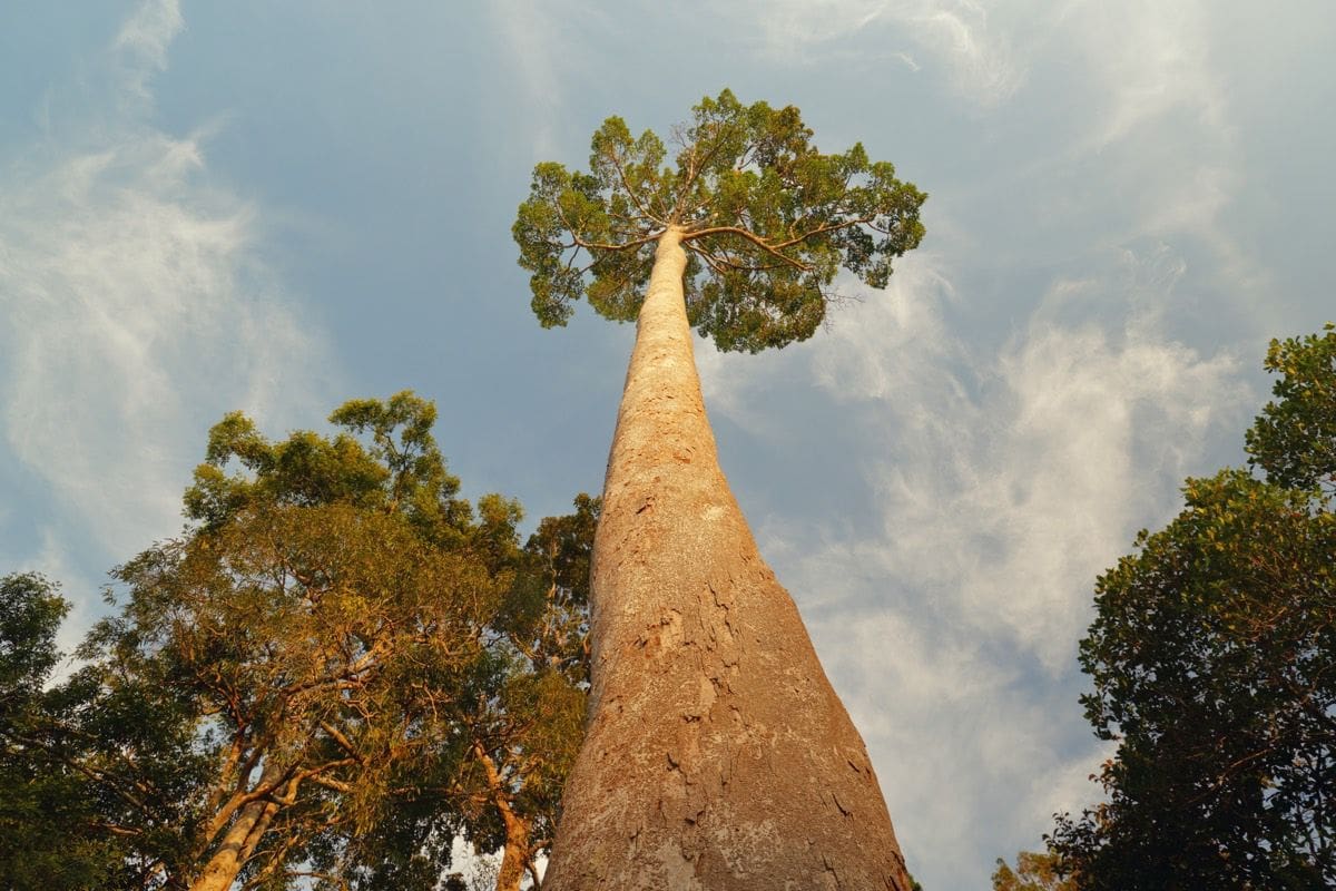 Yellow Meranti - Menara - 10 Tallest Trees In The World