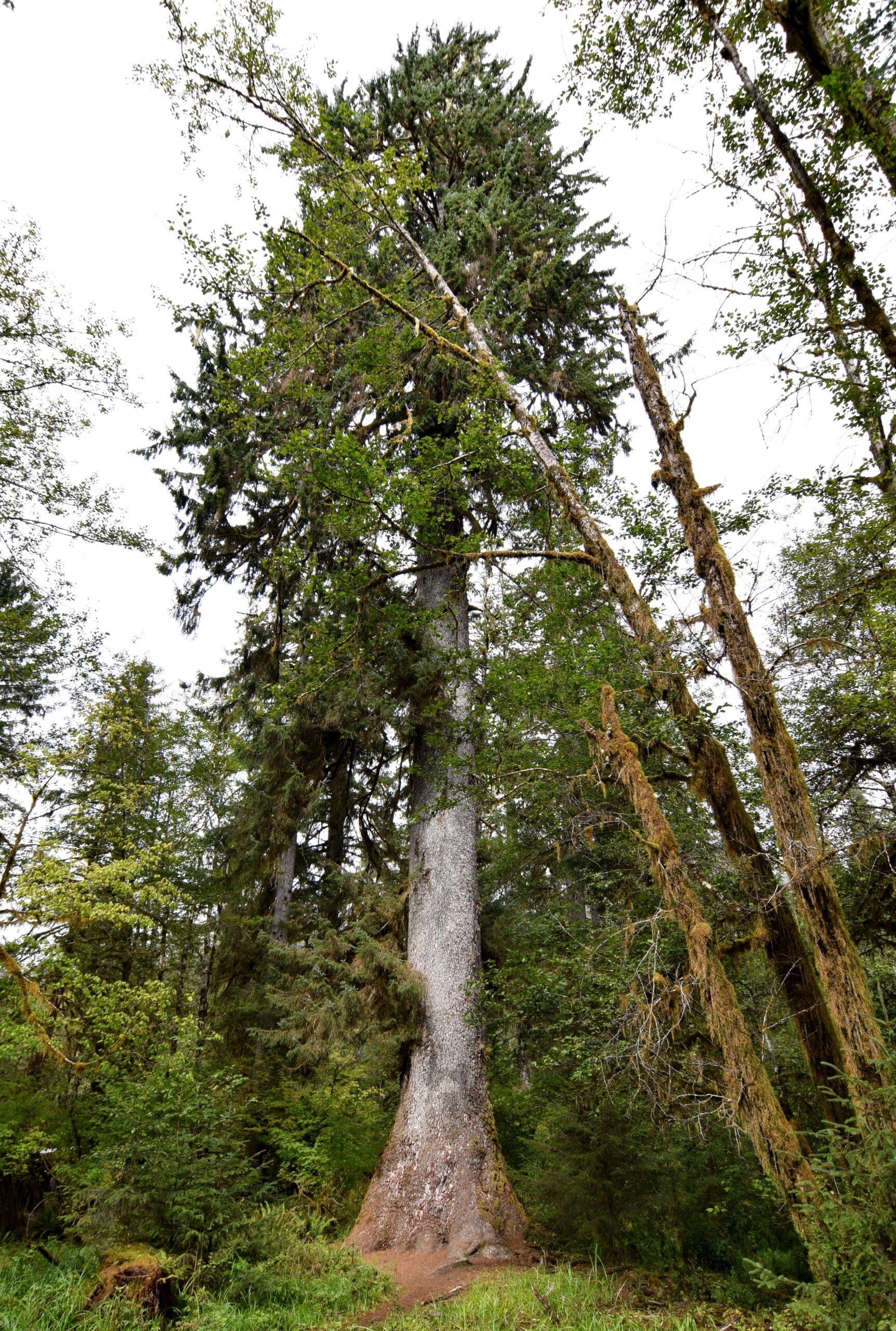 Sitka Spruce in Olympic National Park