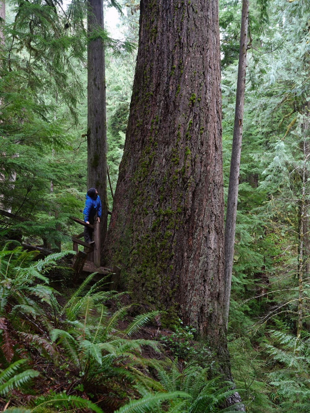 Doerner Fir or, Coast Douglas-Fir in Oregon