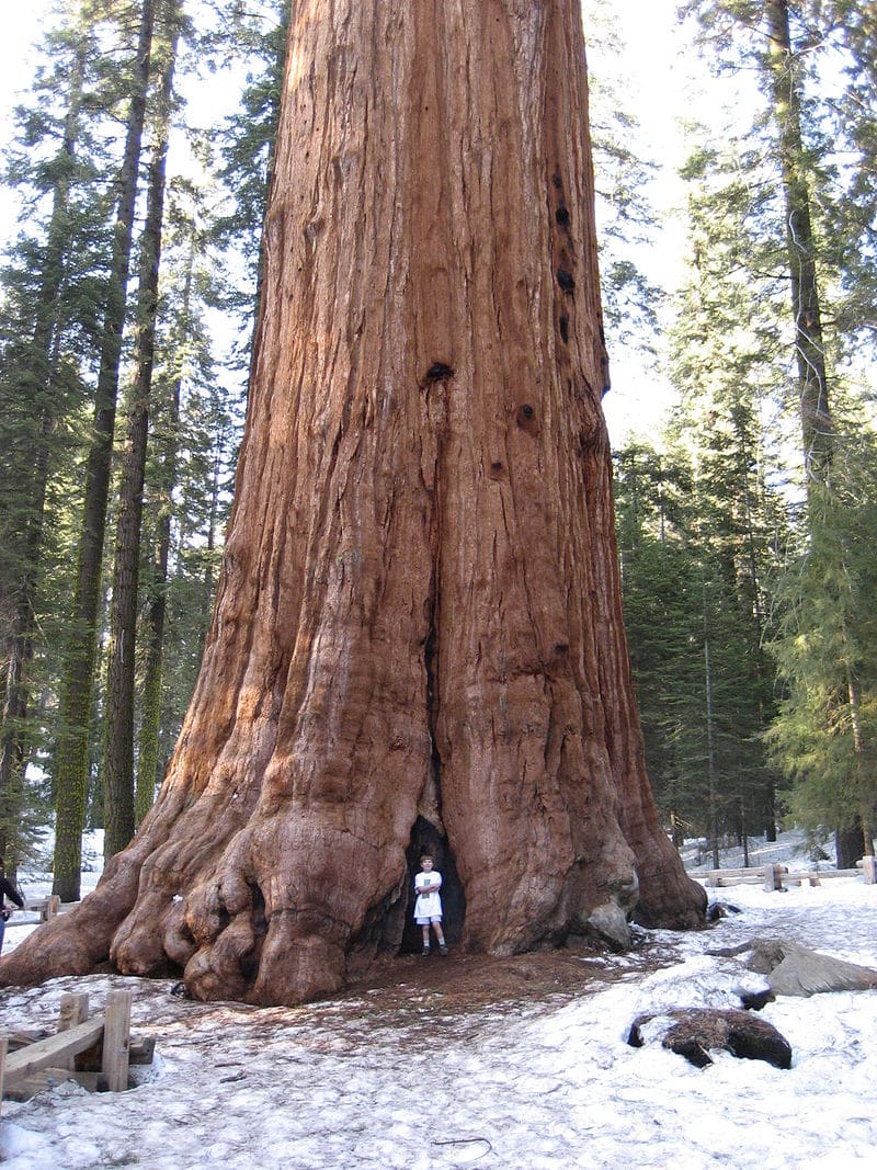 The General Sherman, a Giant Sequoia in California