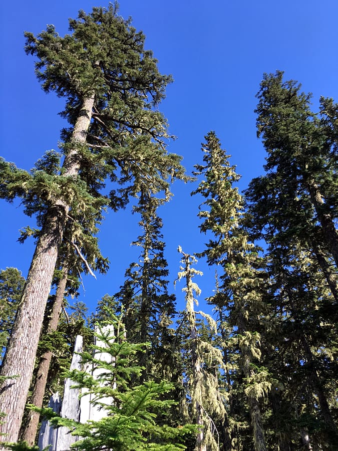 An ancient Noble Fir tree