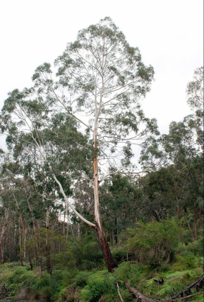 Manna Gum tree in Tasmania, Australia