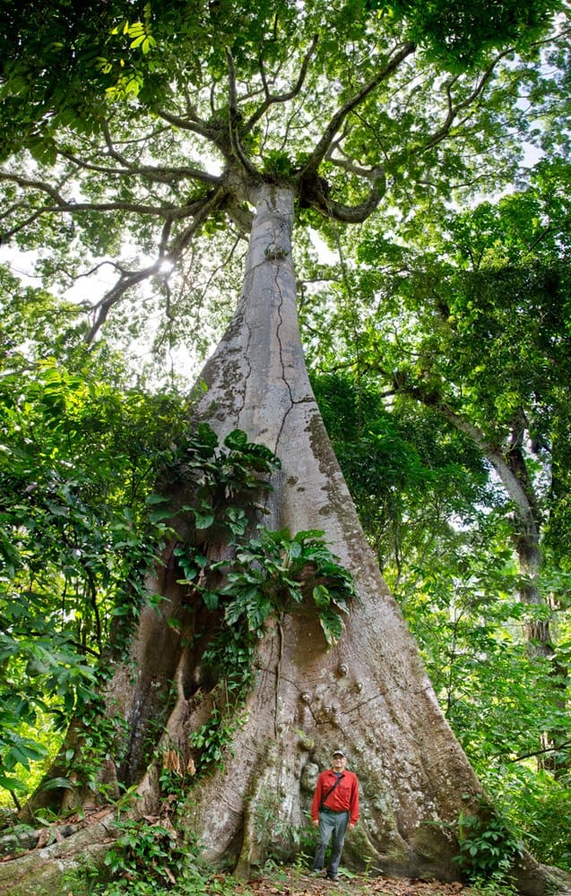 Dinizia Excelsa, Brazil