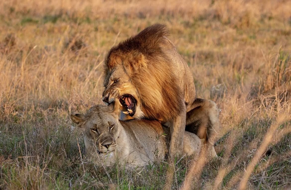 Lions mating in Phinda Private Game Reserve