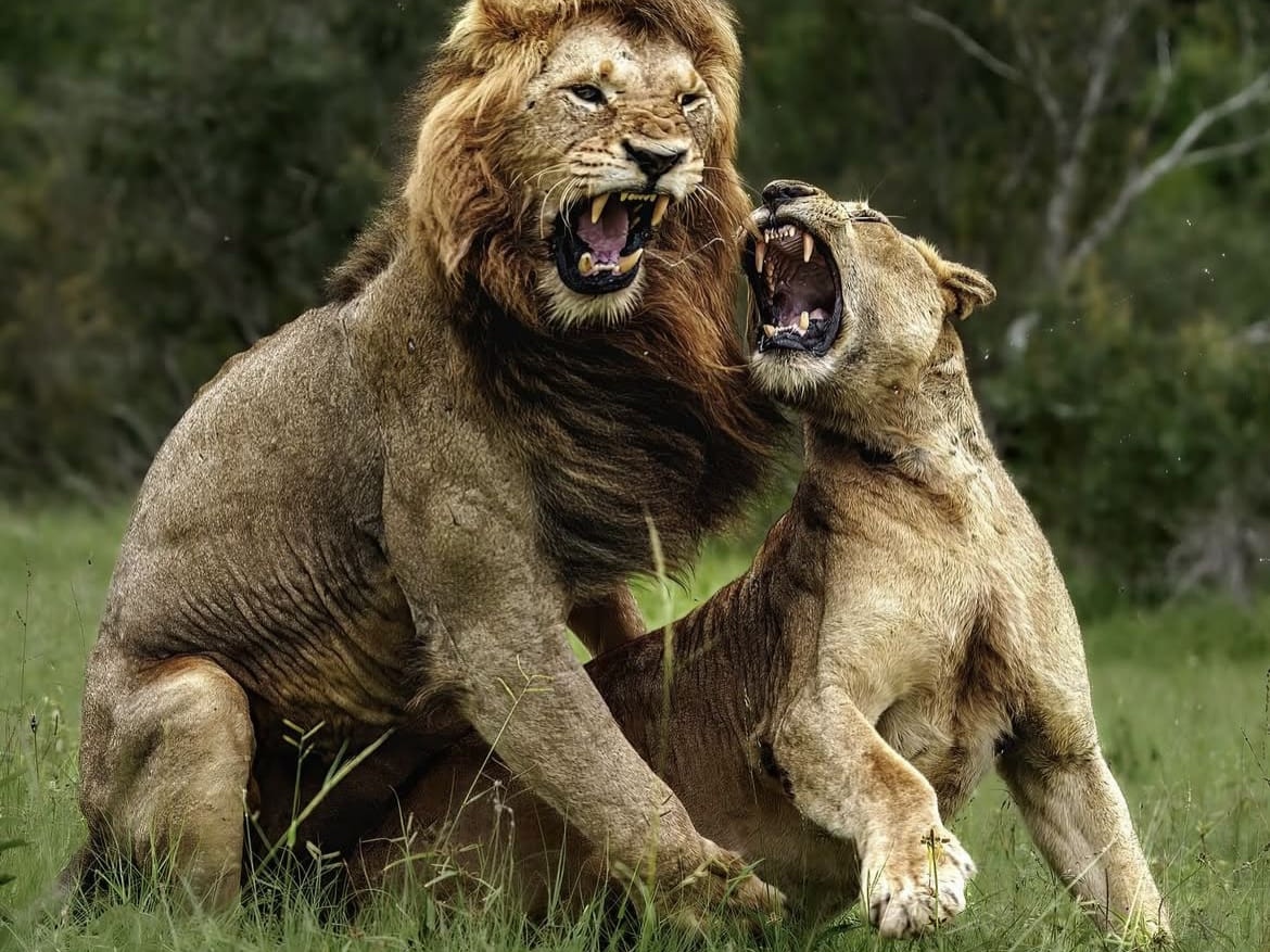 Lions mating in Kruger National Park