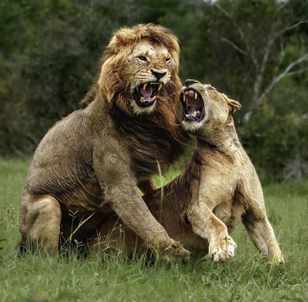 Lions mating in Kruger National Park