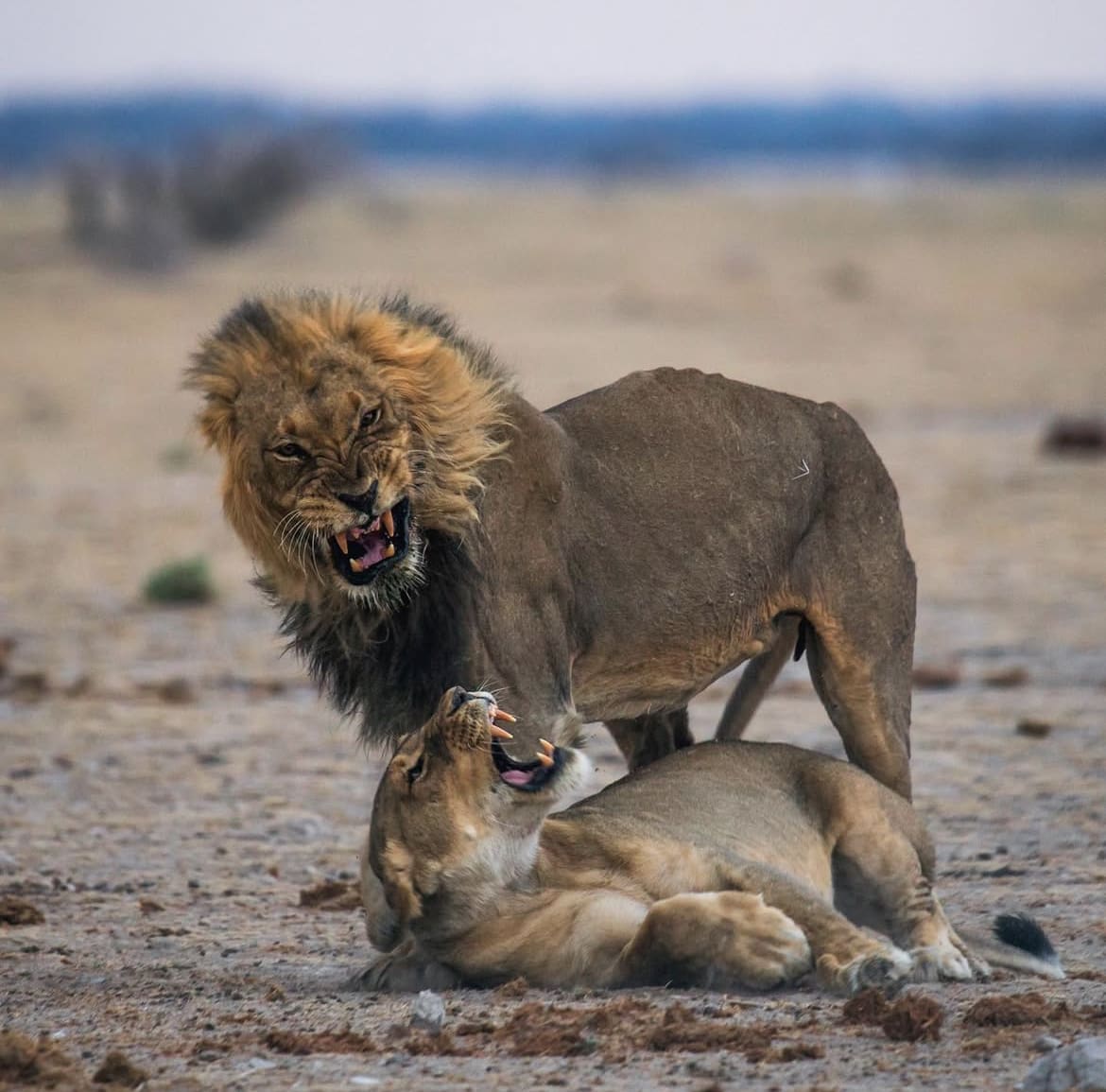 Lions mating in Nxai Pan National Park