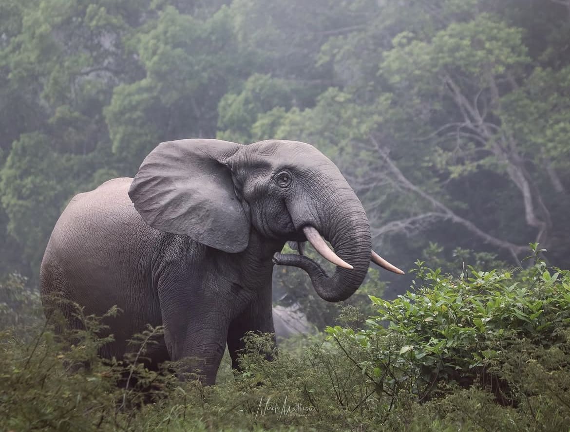 Forest elephant grazing in the Congo basin