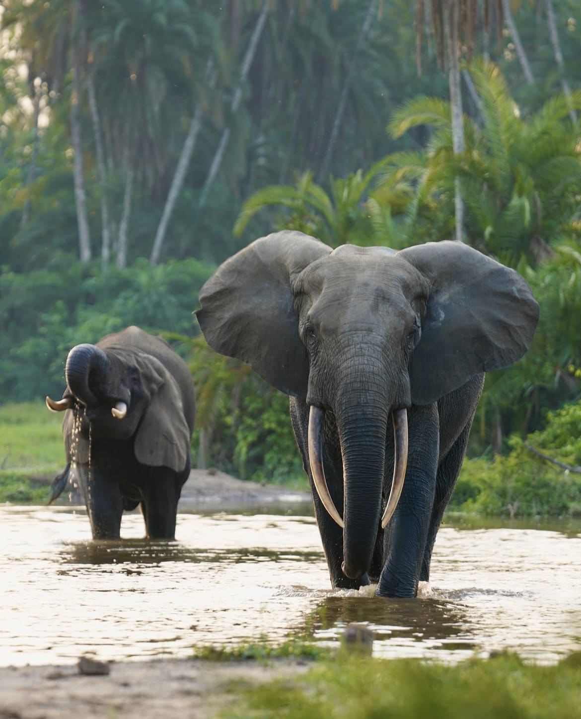 African Forest Elephants walking through a stream in Odzala-Kokua National Park