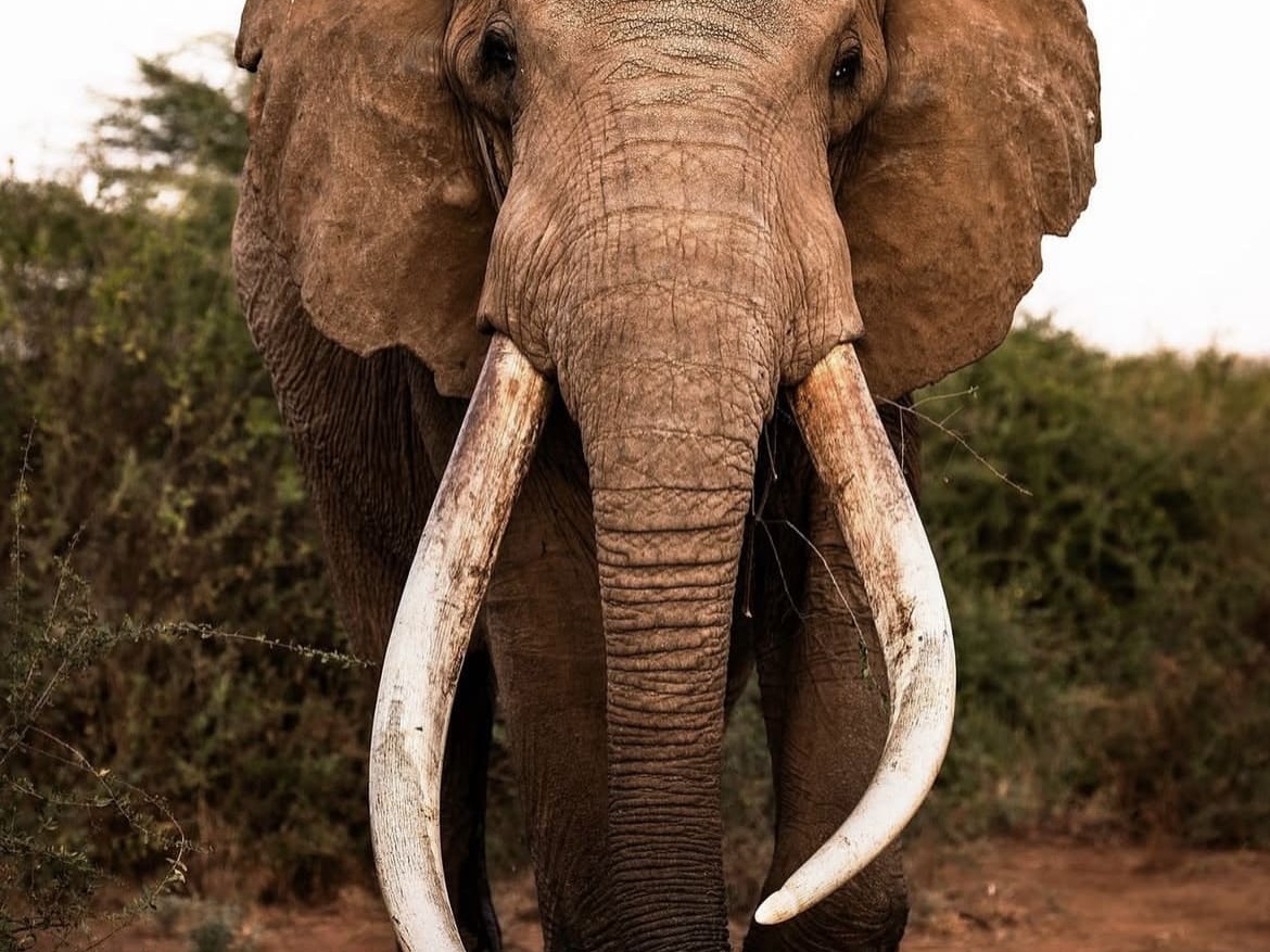 Craig, one of the world's largest African savanna elephants