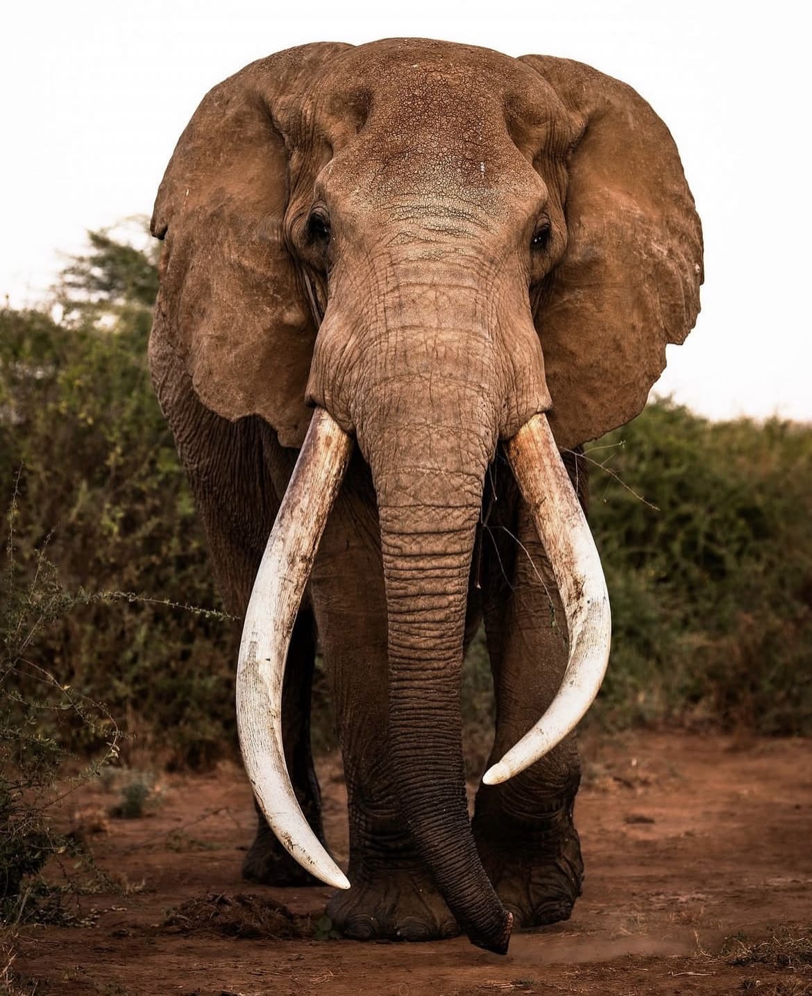 Craig, one of the world's largest African savanna elephants