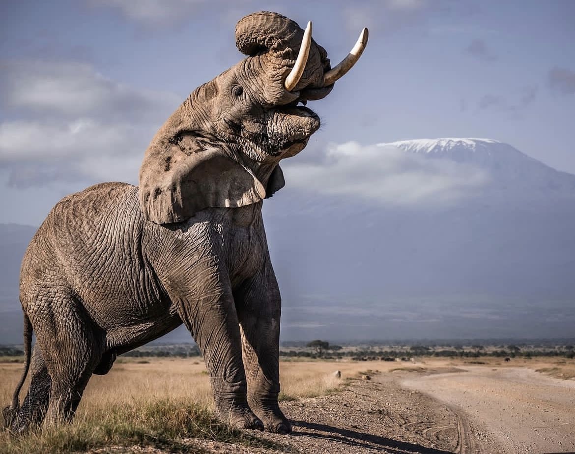 African elephant poses infront of Mount Kilimanjaro