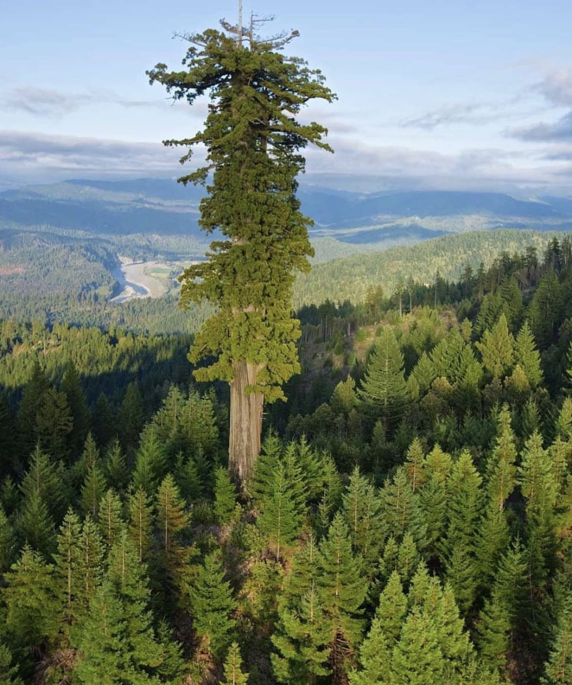 Hyperion - the world's largest tree