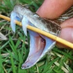 How Snake Fangs Evolved to Fit Their Prey | Wildest