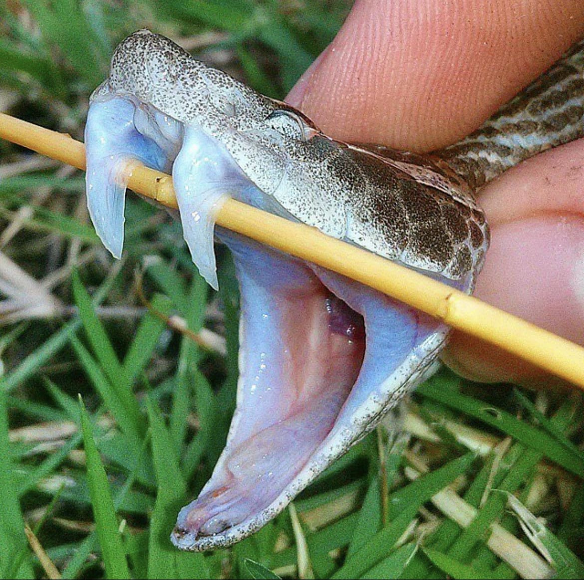 Malayan Pit Viper fangs