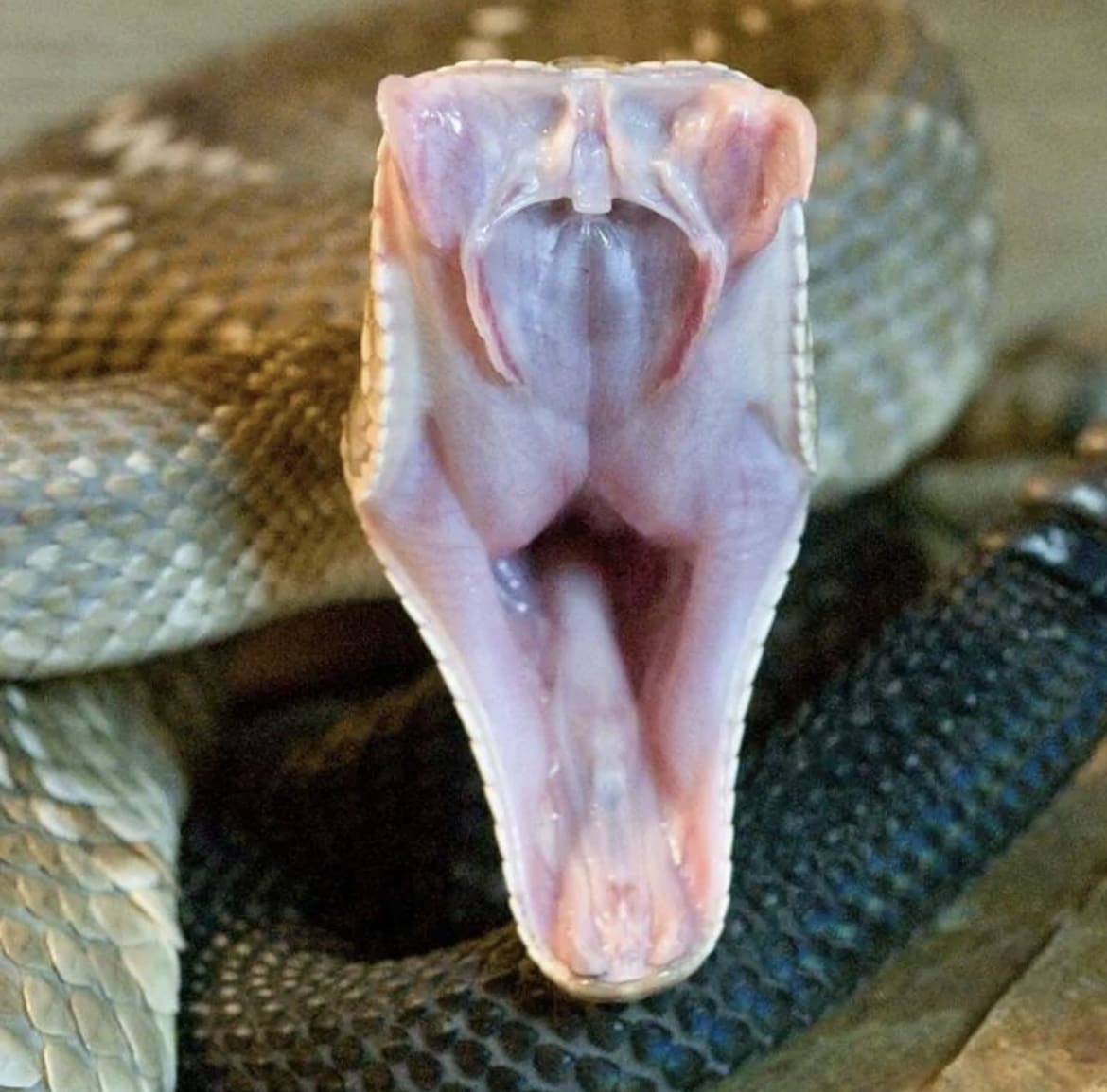 Diamondback rattlesnake fangs