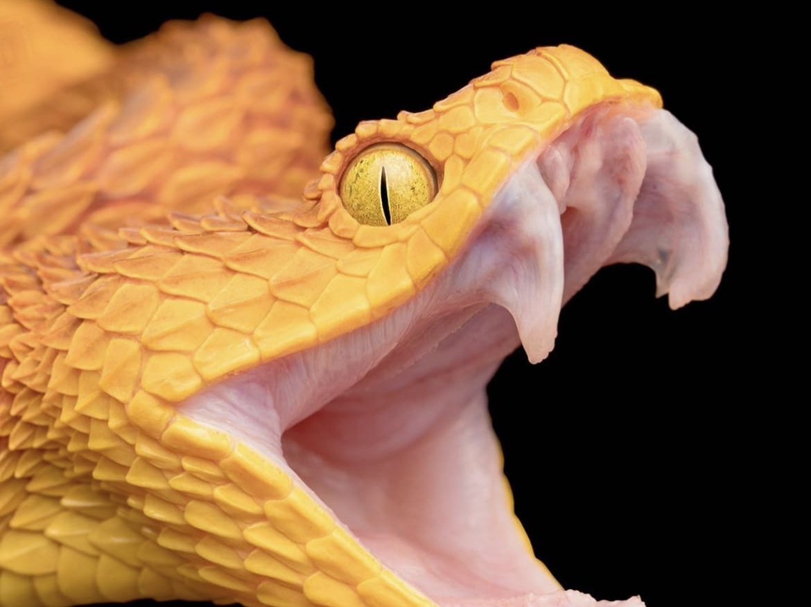 African bush viper fangs