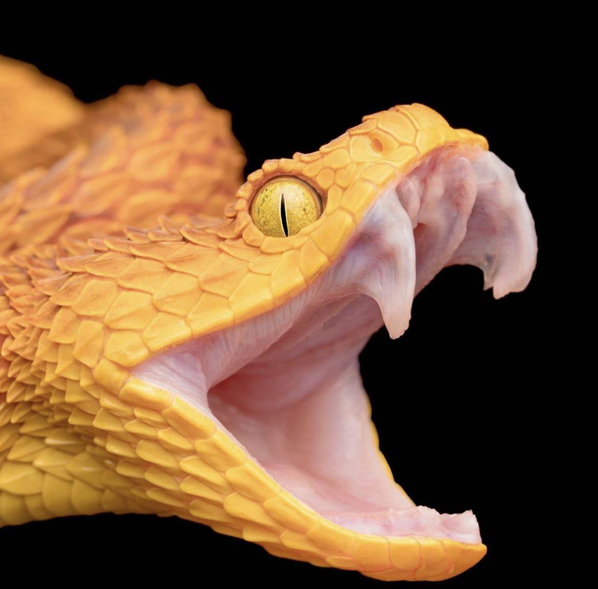 African bush viper fangs