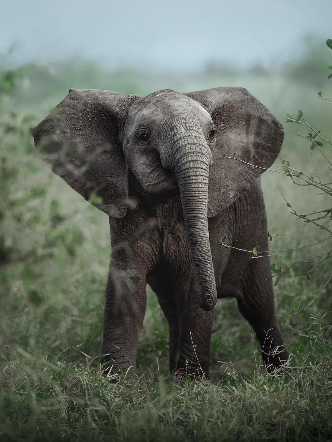 Baby elephant, Kruger National Park