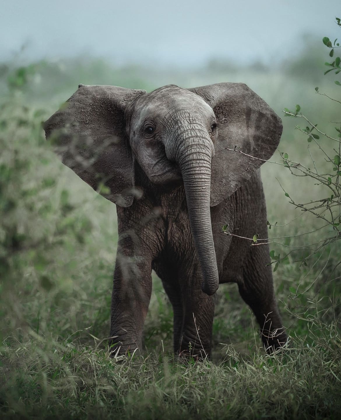 Baby elephant, Kruger National Park