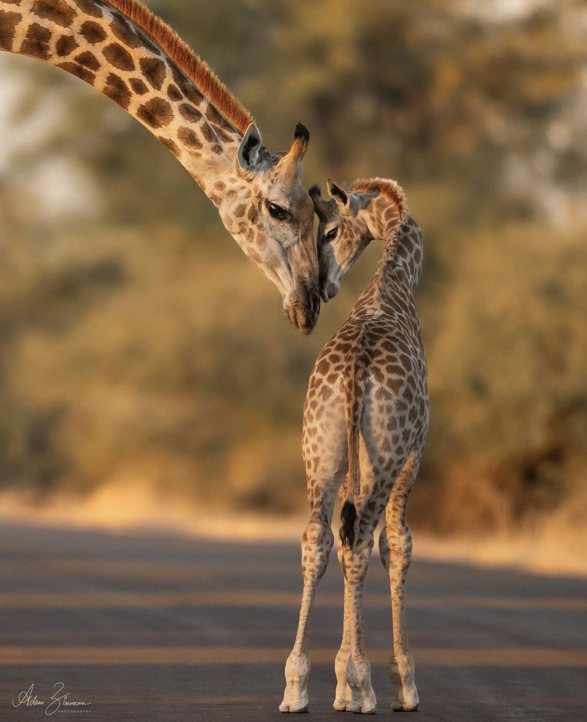 Giraffe mother and her baby, Kruger National Park