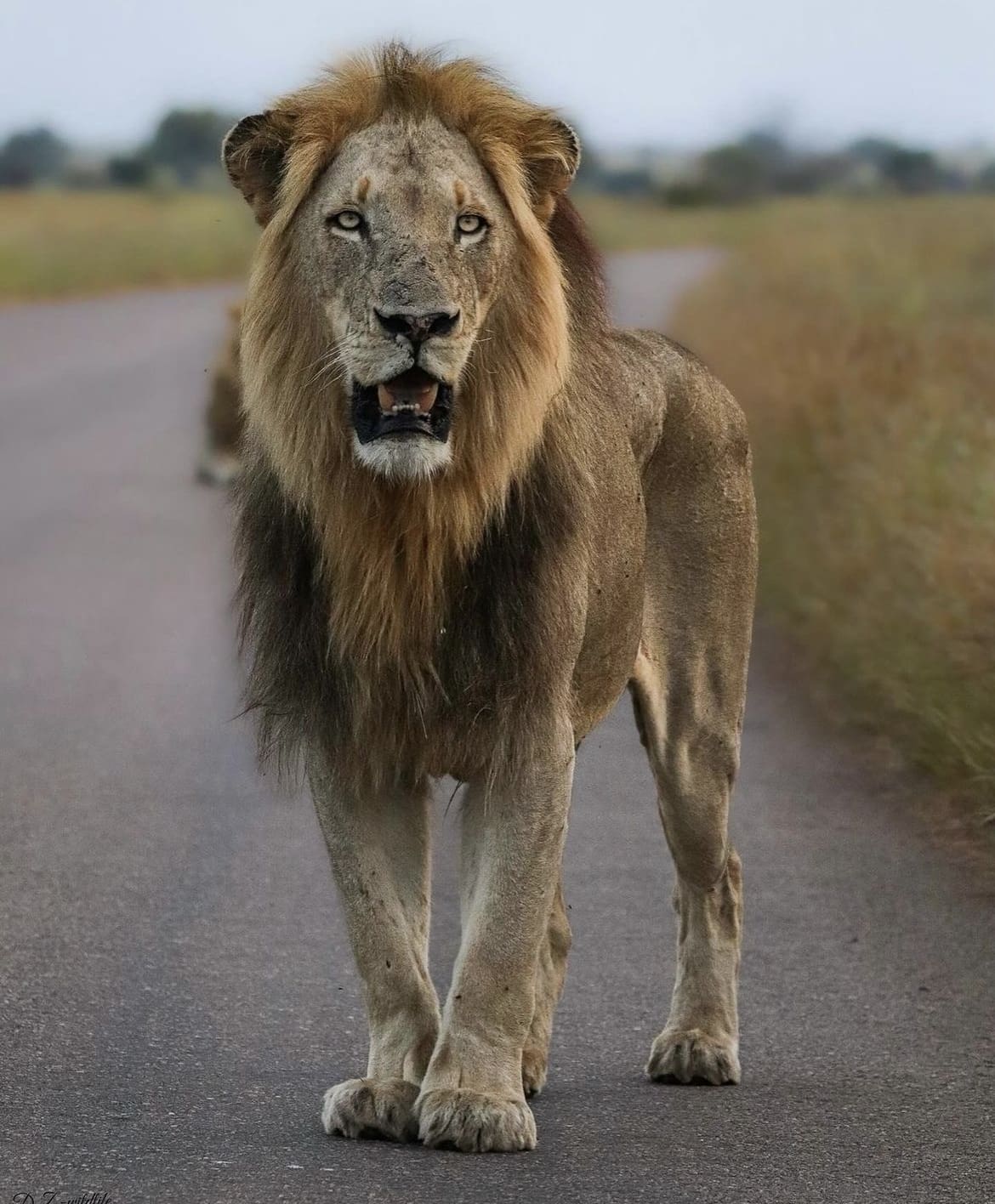 Lion in the road, Kruger