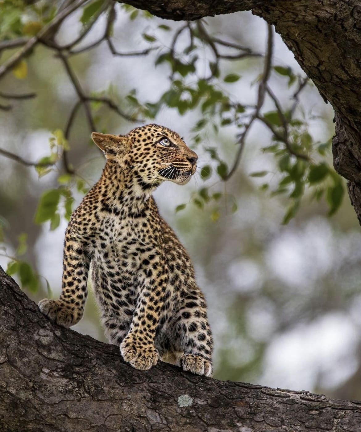 Baby leopard learning to climb