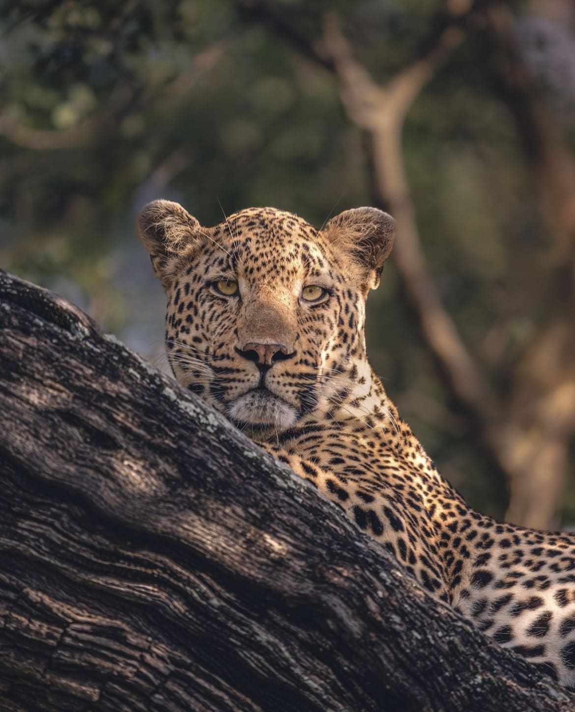 Leopard in a tree, Sabi Sands