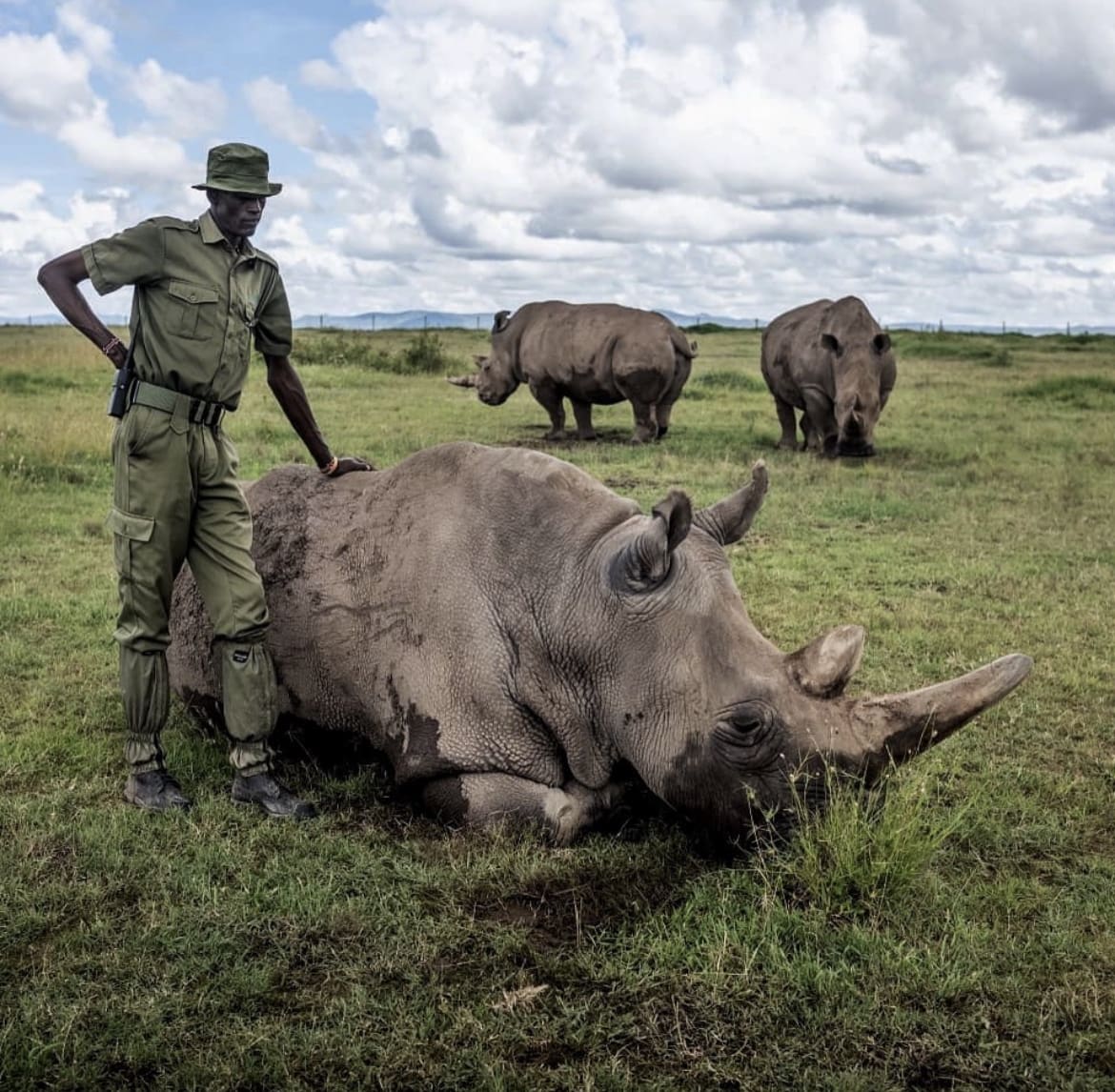 White rhino and ranger