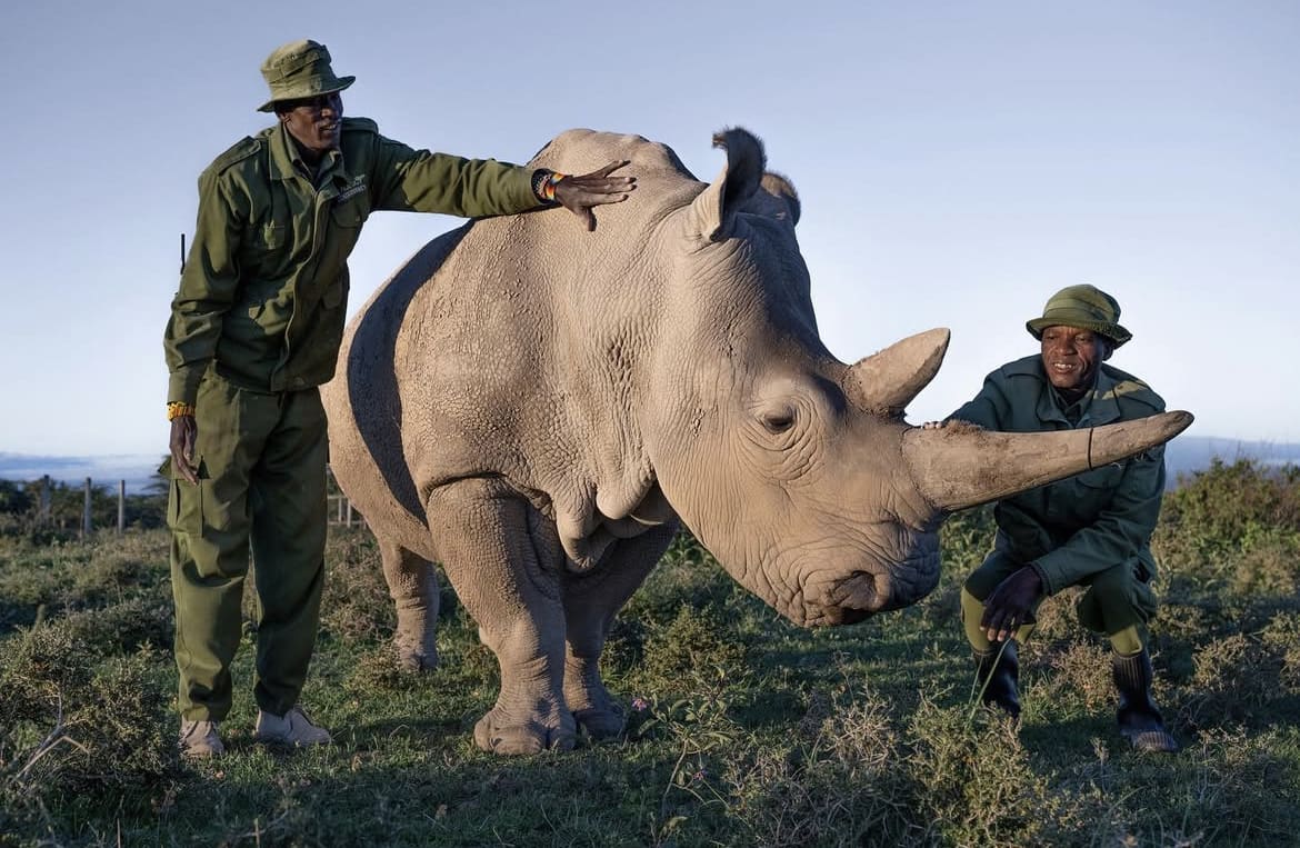 Northern White Rhinos, Ol Pejeta