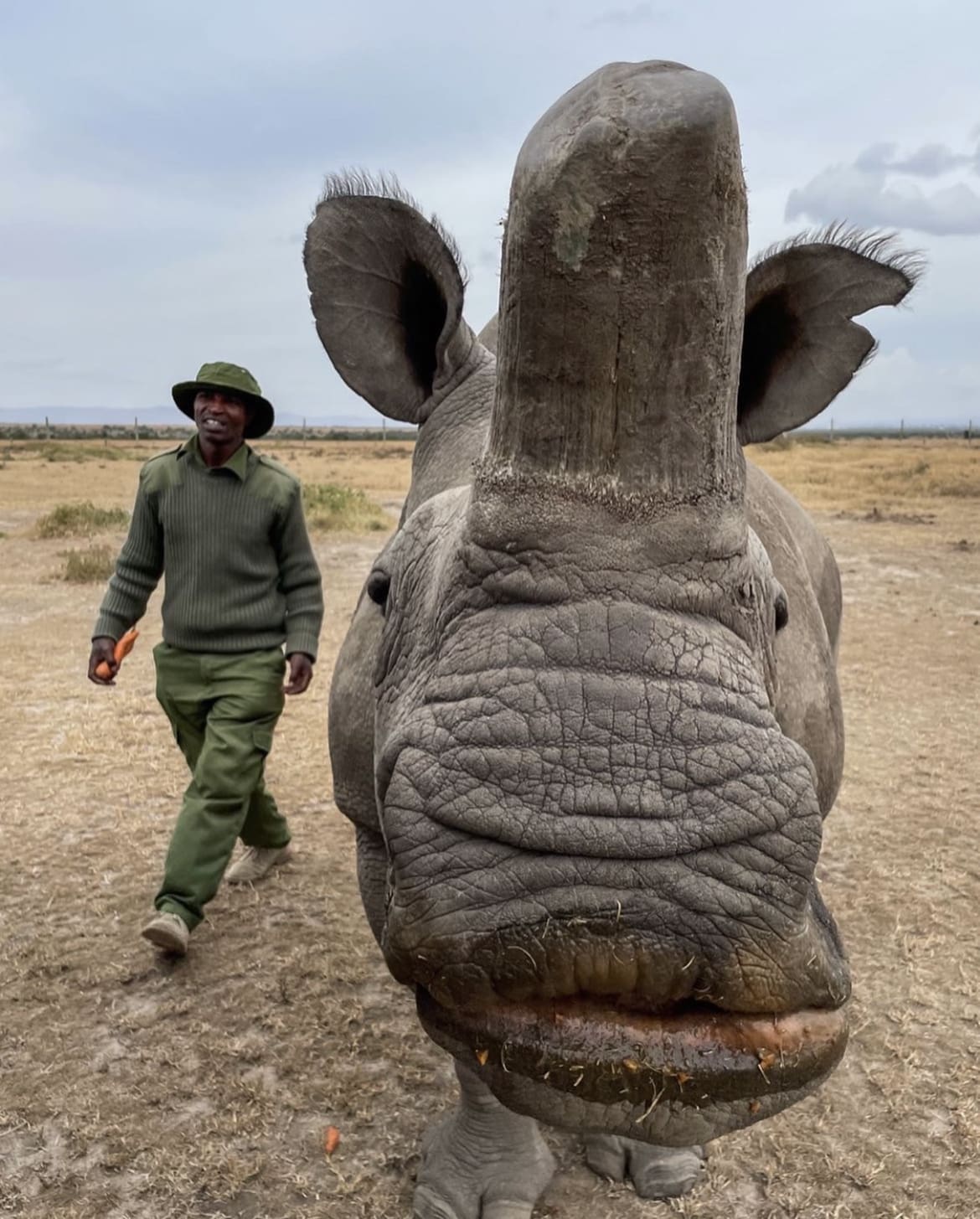 Northern white rhino