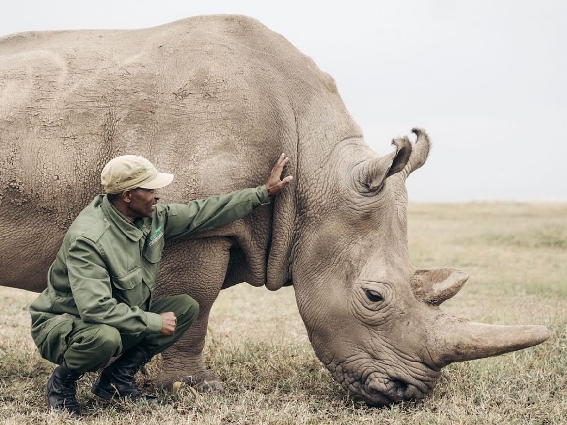 Northern white rhino and rhino