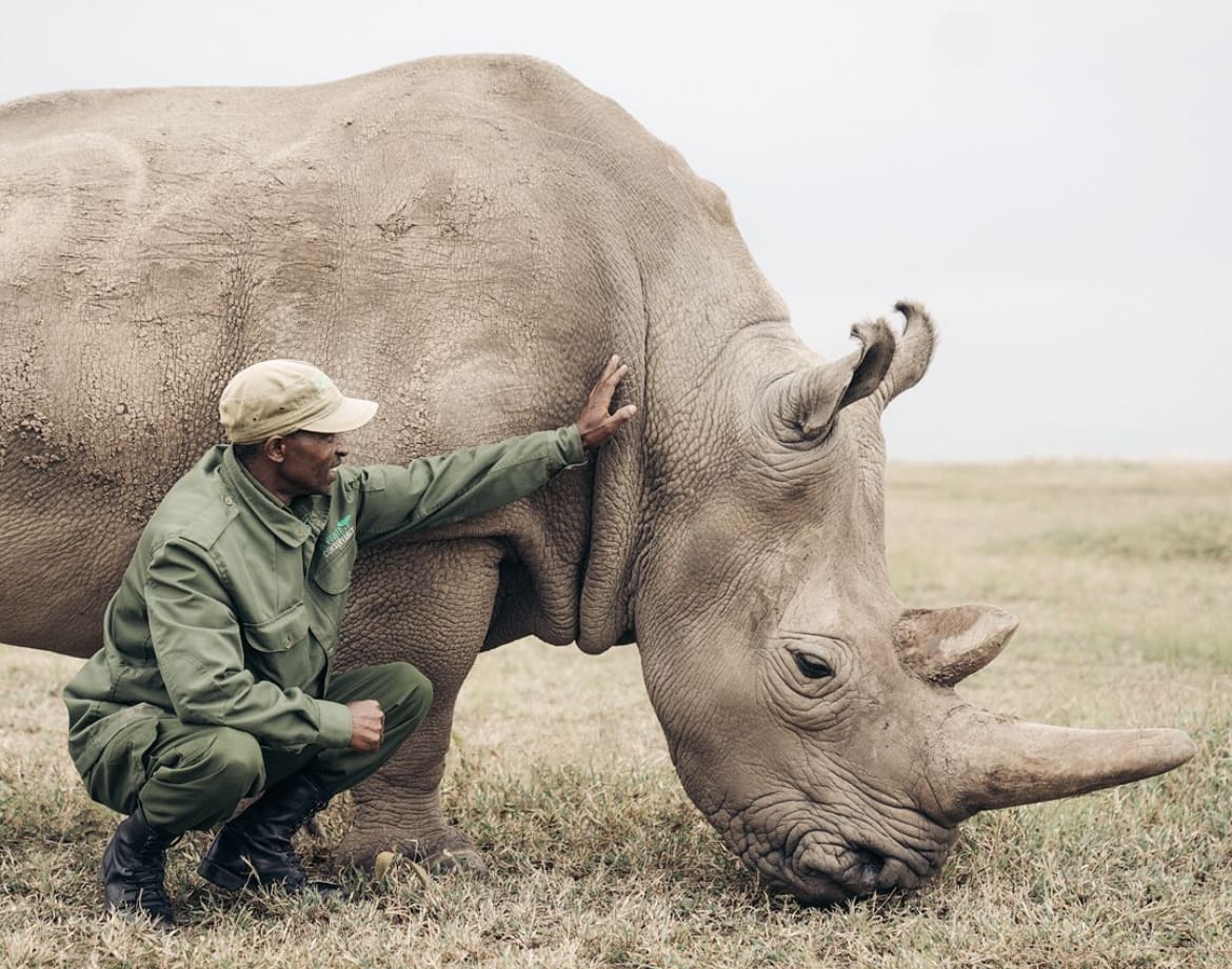 Northern white rhino and rhino