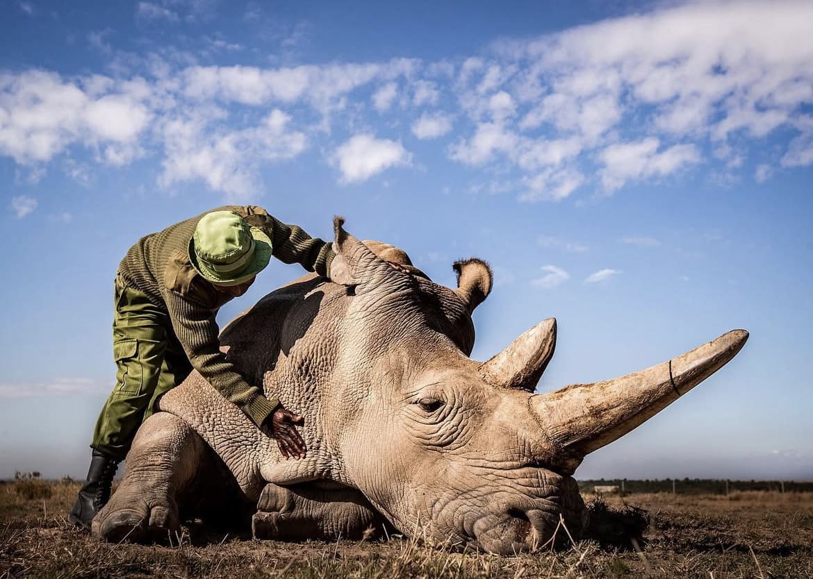 Najin, the northern white rhino