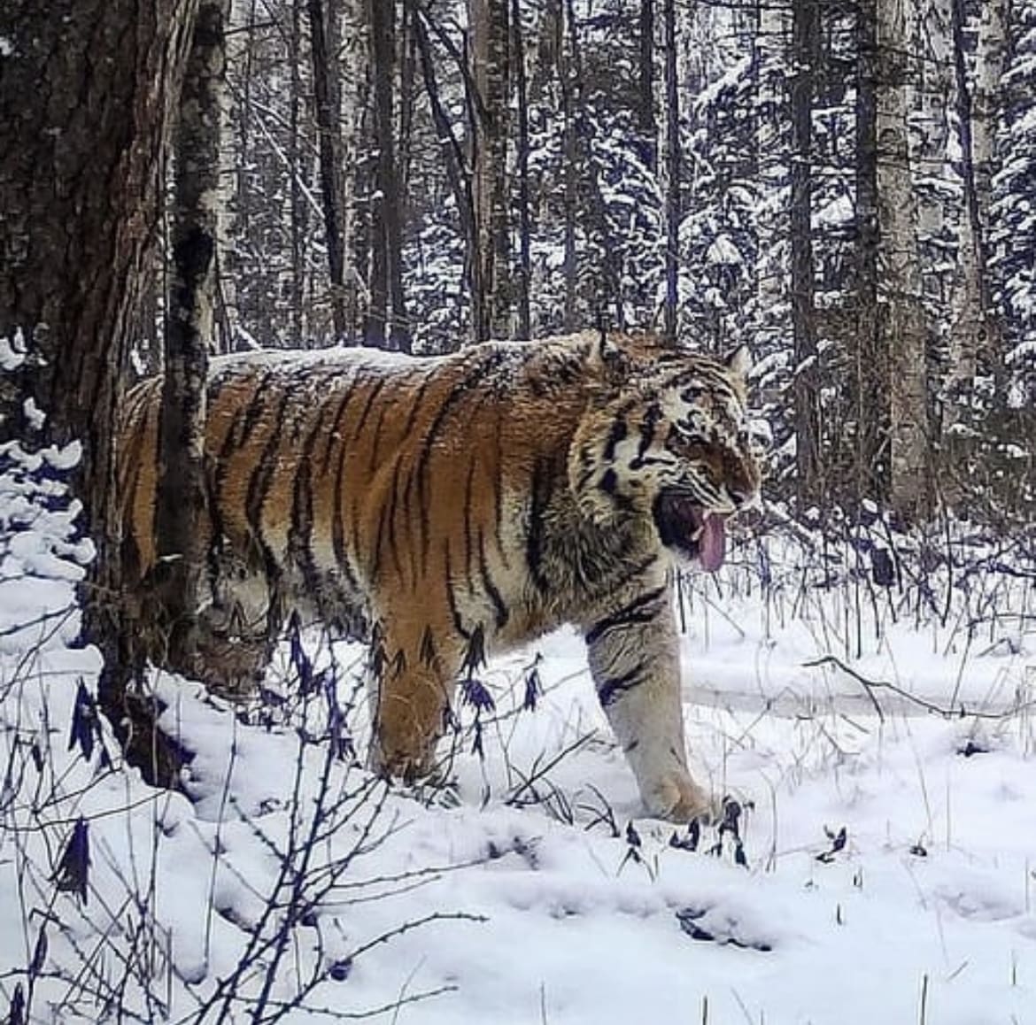 Camera trap footage of a wild Amur Tiger in Russia