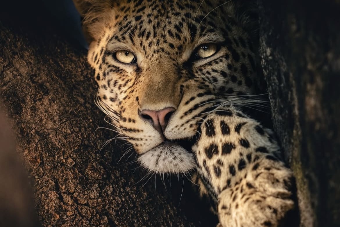 leopard in a tree