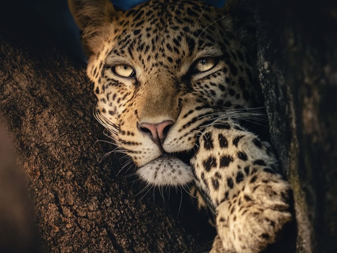 leopard in a tree