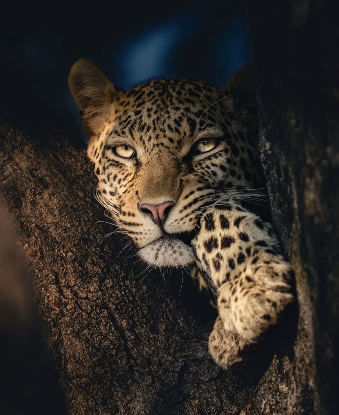 leopard in a tree